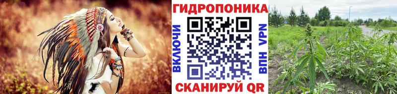 Каннабис семена Сокол